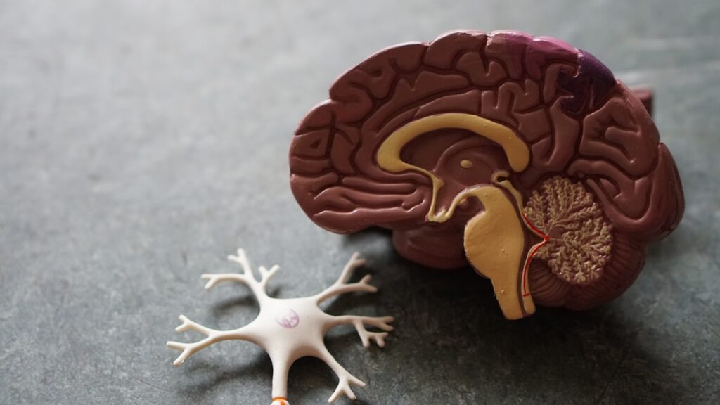 Abstract brain illustration representing neural pathways and habit formation