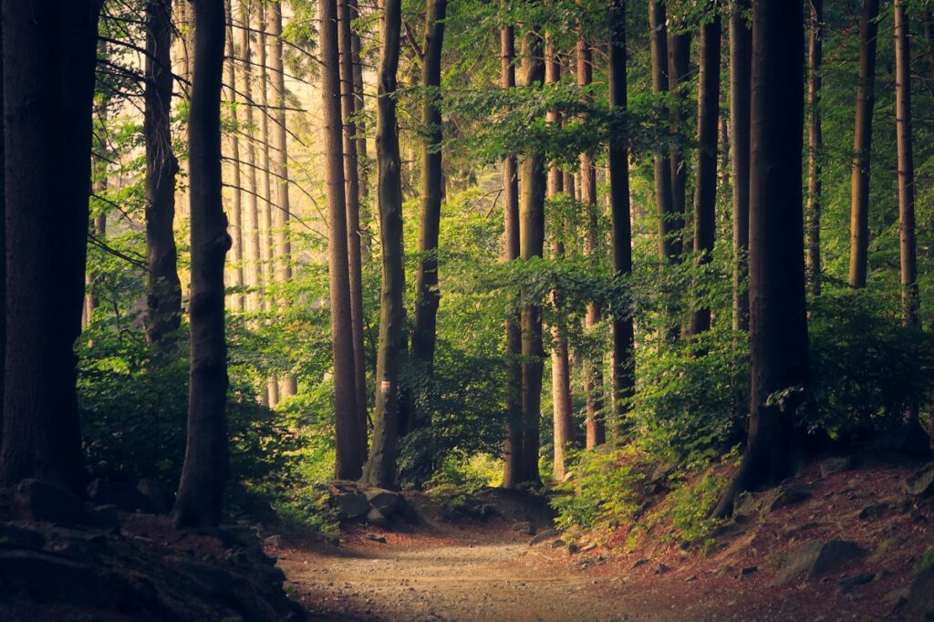 Peaceful forest stream with sunlight filtering through trees
